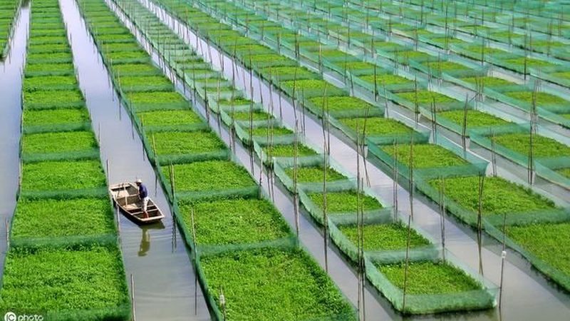 土壤有机质含量：守护农业健康的基石