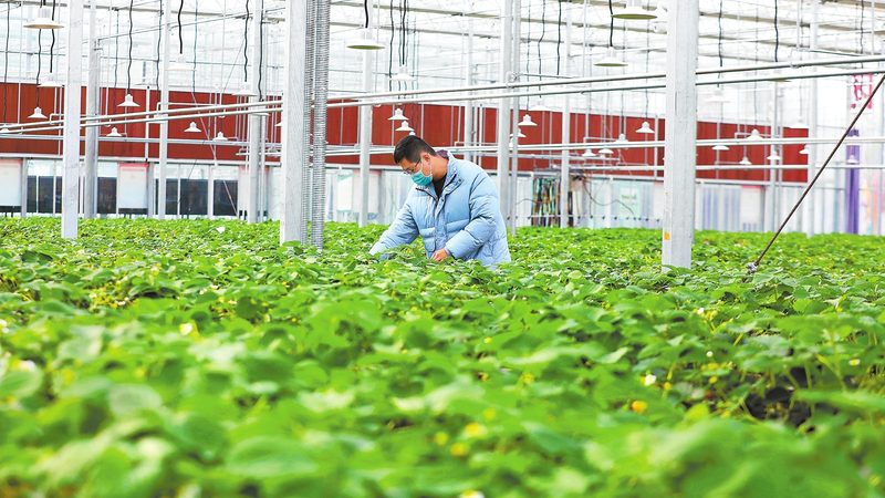 江西脐橙种植基地，如何挑选合适的代理？**