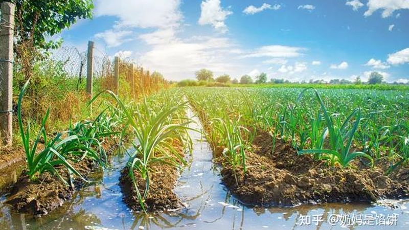 盐碱地变良田：揭秘提高盐碱地粮食产量的关键策略