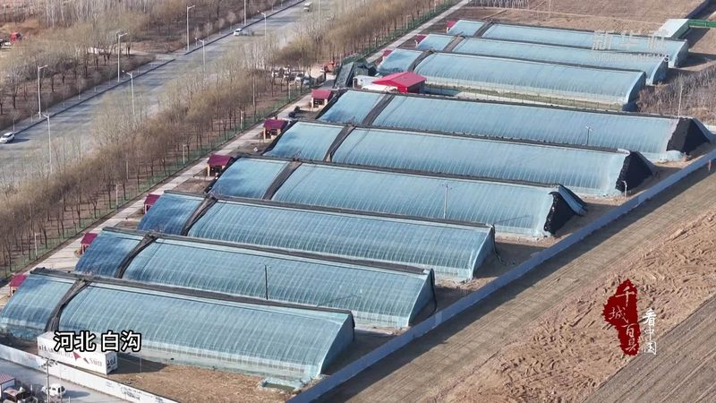 广东农业大棚采购前先看懂这三个行业真相