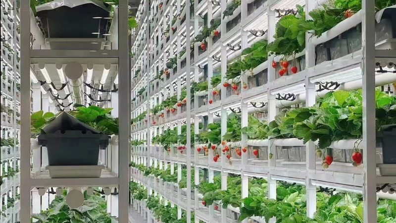 成都农业合作社官方网站：数字农业时代的智慧之门